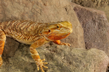Adult Bearded Lizard on Rocks