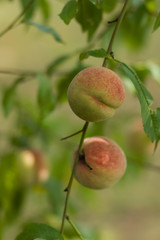 Peaches before harvest, hanging on their tree.
