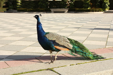 Pavo Real en el Parque del Retiro, Madrid
