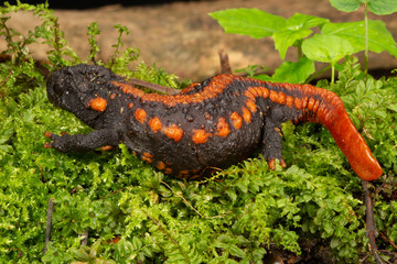 Black and red flat-tailed lizard