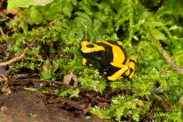 Yellow-banded poison dart frog