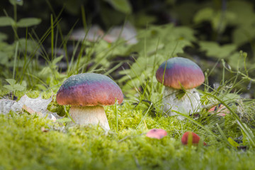 King of mushrooms ( boletus) in the forest. White mushrooms on green background.	