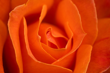 Orange Rose Macro