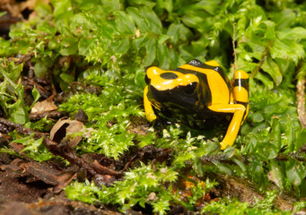 Yellow-banded poison dart frog