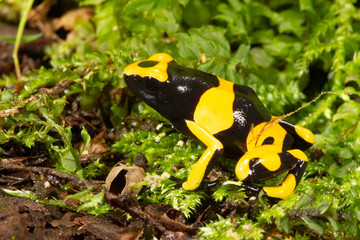 Yellow-banded poison dart frog