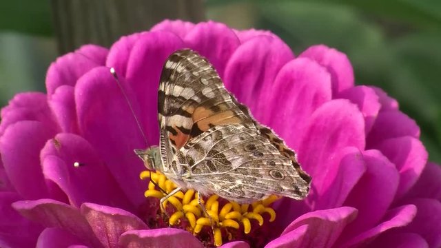 Ein Distelfalter auf einer pinken Zinnenbl&uuml;te