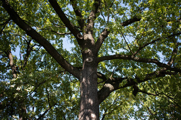 old oak tree