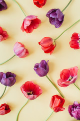 Floral composition with colorful tulip flowers on pastel background. Flat lay, top view florist blog hero header, summer blossom pattern.