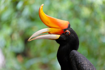 Rhinoceros horbill portrait