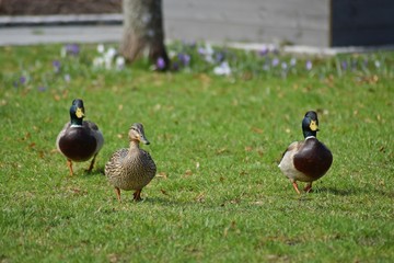 ducks on grass