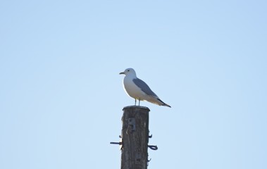 seagull on pole