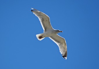 seagull in flight