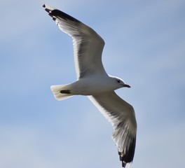 seagull in flight