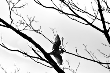bird on tree