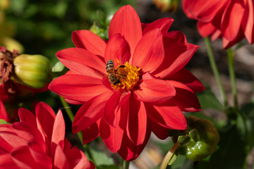 bee on the red flower