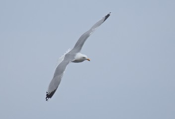 seagull in flight