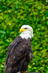 The eagle looks at the spectators from different angles and waits for Komando