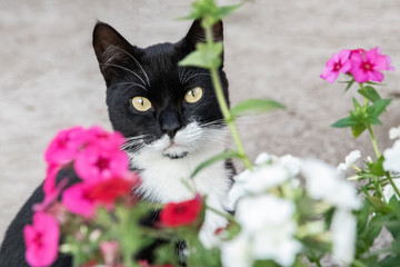 black and white cat looks through the flowers\ъ