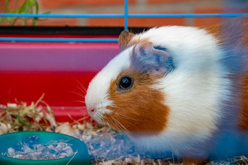 Guinea pig in a cage close-up