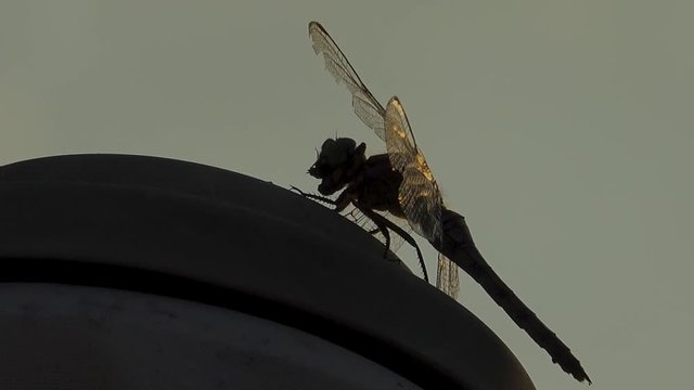 Libellule 6