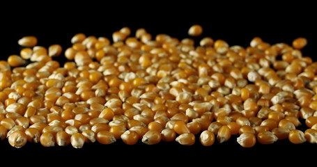 Yellow grain corn isolated on black background, for popcorn