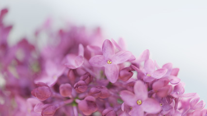 Bloom lilac flowers. Flowerscape Spring background 