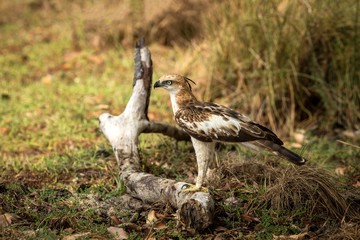 Changeable hawk-eagle or crested hawk-eagle (Nisaetus cirrhatus), bird of prey of the Indian subcontinent, India and Sri Lanka, raptor standing on ground and searching for prey