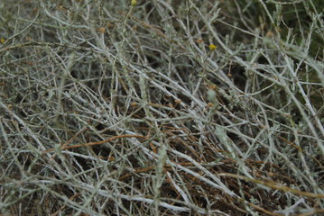 close up of cactus