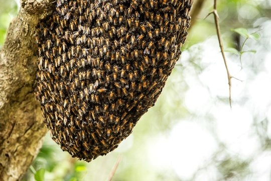 Bee swarm close up photo,Asiatic honey bee, apis cerana, wild bee swarm on branch in jungle. Wilpattu national park. Sri Lanka, exotic photographic adventure in Asia