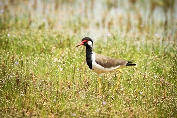 Red-wattled Lapwing (Vanellus Indicus) stands on lake shore, in natural habitat, Yala National Park, Sri Lanka, beautiful colorful bird, Exotic birdwaitching in Asia