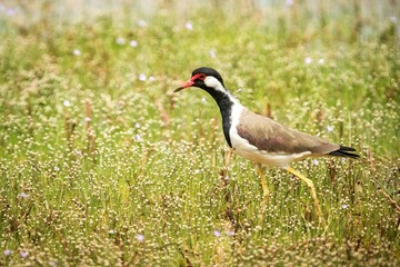 Red-wattled Lapwing (Vanellus Indicus) stands on lake shore, in natural habitat, Yala National Park, Sri Lanka, beautiful colorful bird, Exotic birdwaitching in Asia