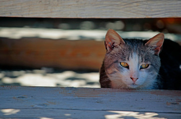 cat portrait wooden desk background 