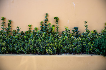 Plants next to a street yellow wall