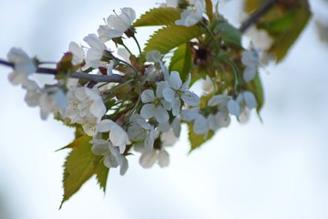 branch of cherry tree with white flowers