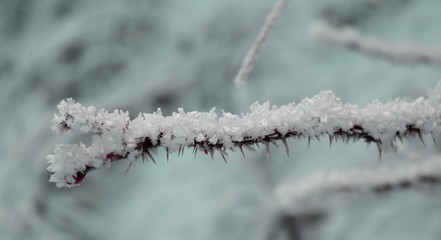 branch of a tree covered with snow