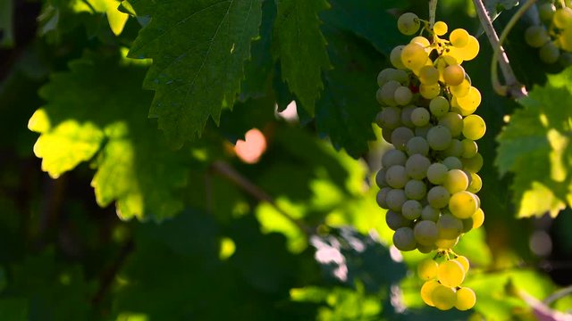 Green vineyard in the Chianti region in Tuscany, Italy. Zoom camera movement. 4K UHD Video.