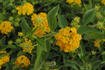 yellow flowers in garden