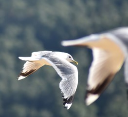seagull in flight