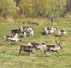 herd of deer