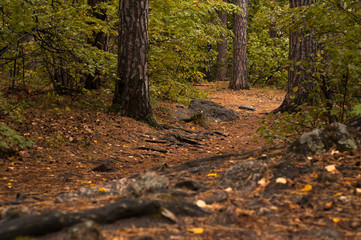 Forest path in a pine forest