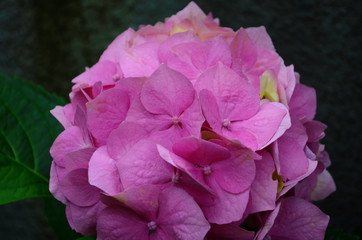Obraz premium beautiful hydrangea flowers on a bush close up