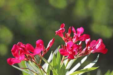 pink oleander blosssoms, green background