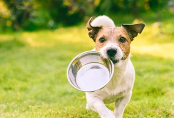 Rolgordijnen Hongerige of dorstige hond haalt metalen kom om voer of water te krijgen © alexei_tm