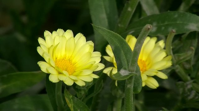 Gelbe Ringelblumenbl&uuml;ten zittern im Wind