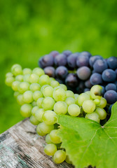 Blue and white wine grapes laying on a table