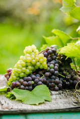 Blue and white wine grapes laying on a table