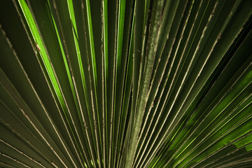 Obraz premium Close-up green palm leaves structure. Diagonal stripes in the sunlight. Tropical bright sunny background