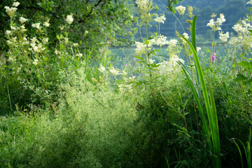 Wiese am Kochelsee bei Schlehdorf
