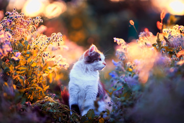 portrait beautiful fluffy cat sits on the sunlit warm light meadow with bright blue and lilac flowers in the summer evening and looks into the distance - Powered by Adobe