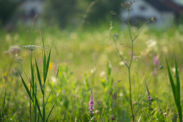 Wiese am Kochelsee bei Schlehdorf